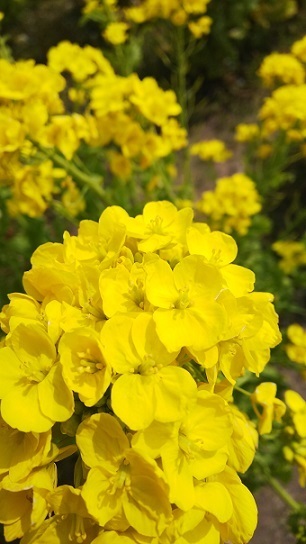 菜の花0215.jpg