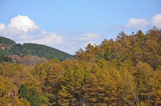 落葉松の黄葉4301.jpg