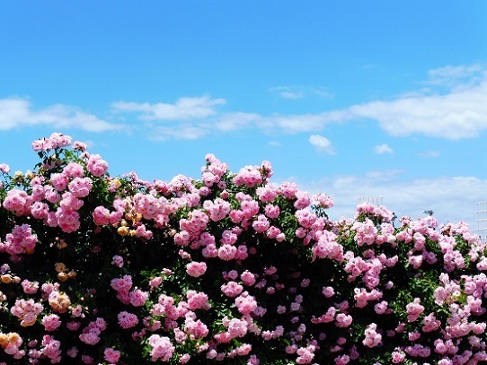 薔薇と雲と青い空1250025.jpg