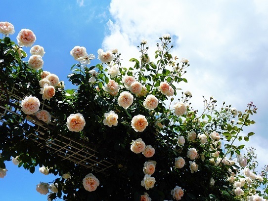 薔薇と雲と青い空1250029.jpg