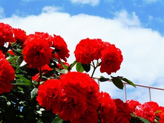 薔薇と雲と青い空1250051.jpg