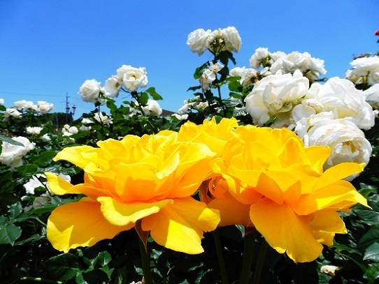 薔薇と雲と青い空1250059.jpg
