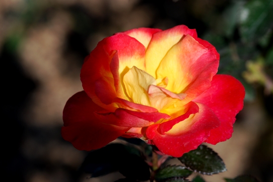 薔薇・チャールストンよしうみ0010・2010.jpg