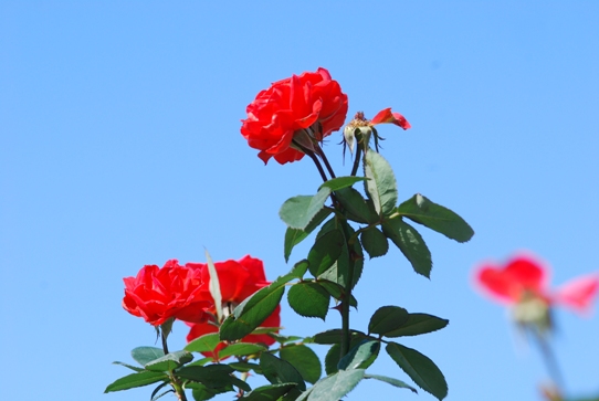 薔薇・チンチンよしうみ0017・2010.jpg
