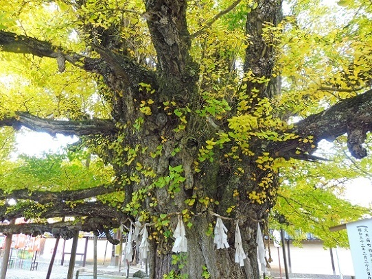 誕生寺1360081.jpg