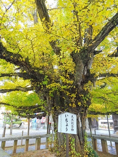 誕生寺1360084.jpg