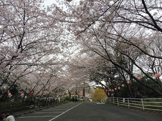 足高山の桜1020193.jpg