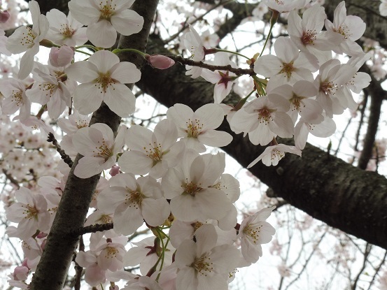 足高山の桜1020201.jpg