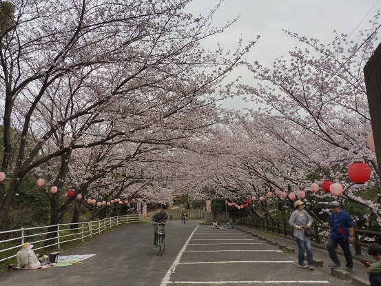 足高山の桜1020203.jpg
