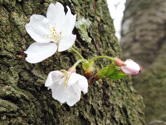 足高山の桜1020206.jpg