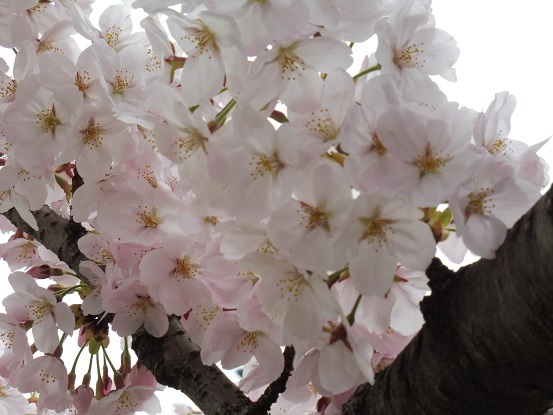 足高山の桜1020210.jpg