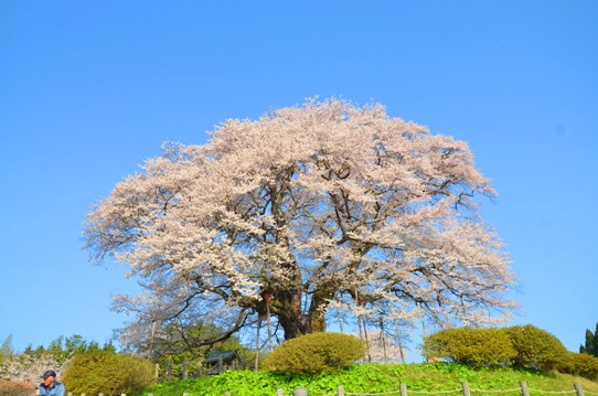 醍醐桜0039.jpg