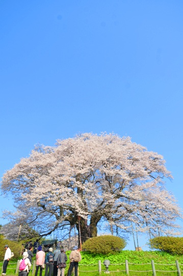 醍醐桜0054.jpg