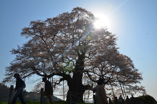 醍醐桜0071.jpg