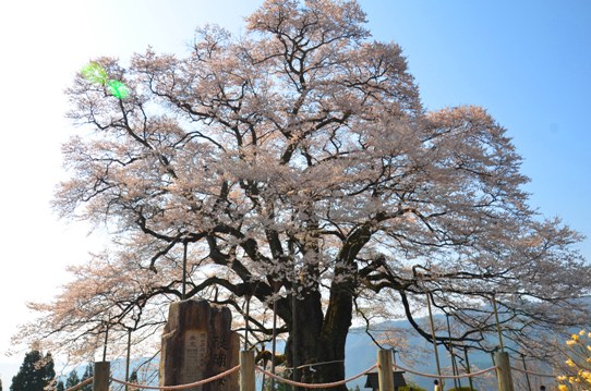 醍醐桜0081.jpg