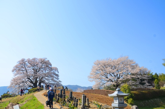 醍醐桜と2代目醍醐桜0108.jpg