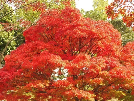 金戒光明寺紅葉1180039.jpg
