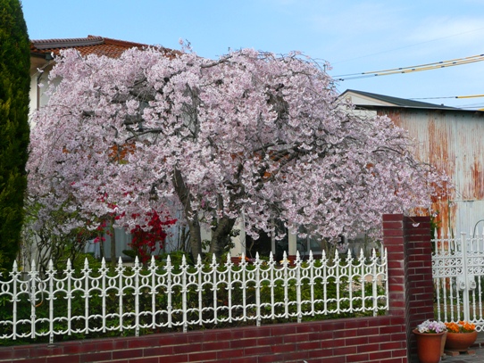高梁・垂れ桜1050958.jpg