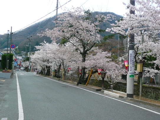 高梁・桜1050973.jpg