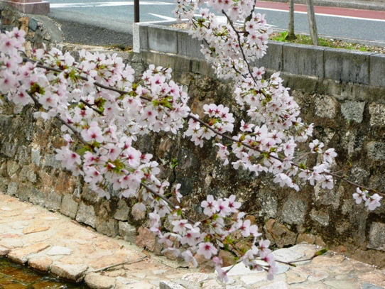 高梁・桜1050978.jpg