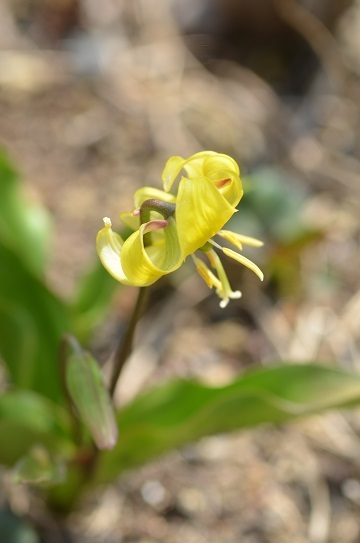 黄花カタクリ7075.jpg