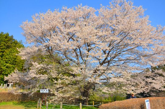 2代目醍醐桜0085.jpg