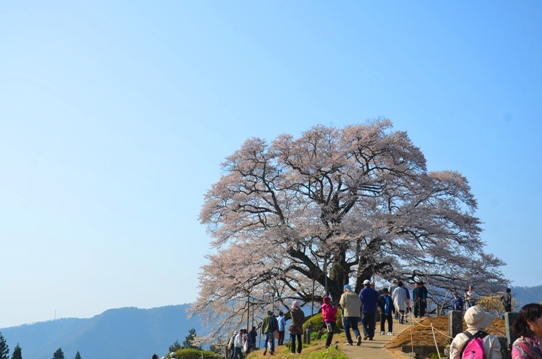 2醍醐桜0025.jpg