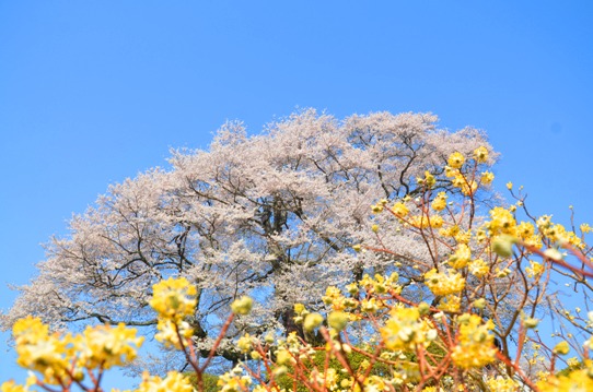 2醍醐桜0047.jpg