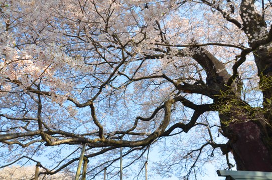 2醍醐桜0067.jpg