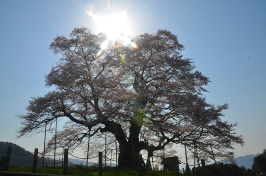 2醍醐桜0077.jpg