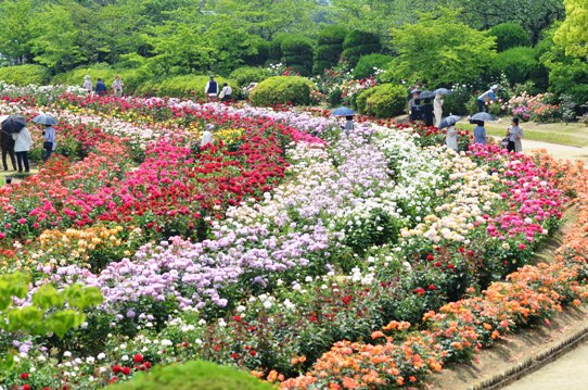 5月のバラ園7899.jpg