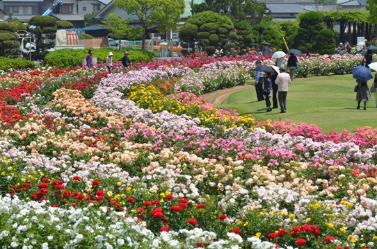 RSKバラ園2059.jpg