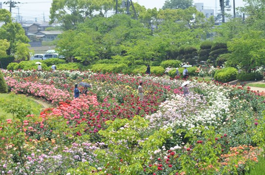 RSKバラ園2063.jpg