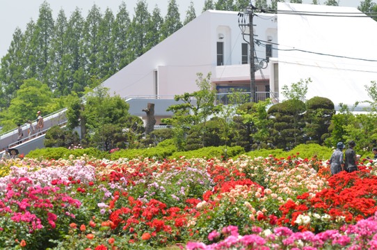 RSKバラ園2088.jpg