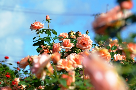 RSKバラ園3863.jpg